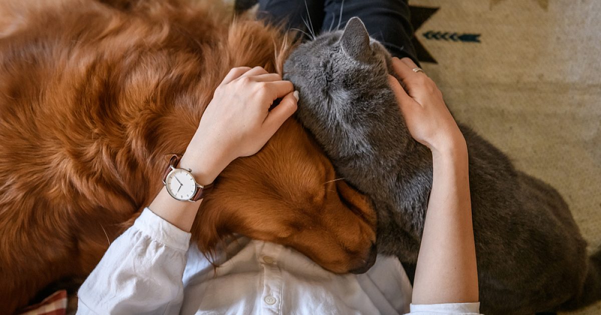 Little Real Estate New pet laws in Victoria for tenants