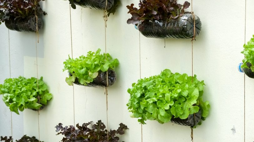 How To Build A Vertical Garden For Your Property Little Real Estate Vertical Garden For Your Property, Vertical Garden Pots Bunnings
