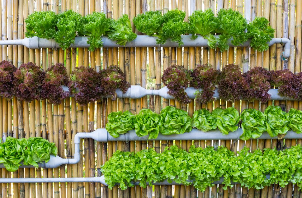 How To Build A Vertical Garden For Your Property Little Real Estate Vertical Garden For Your Property, Vertical Garden Pots Bunnings