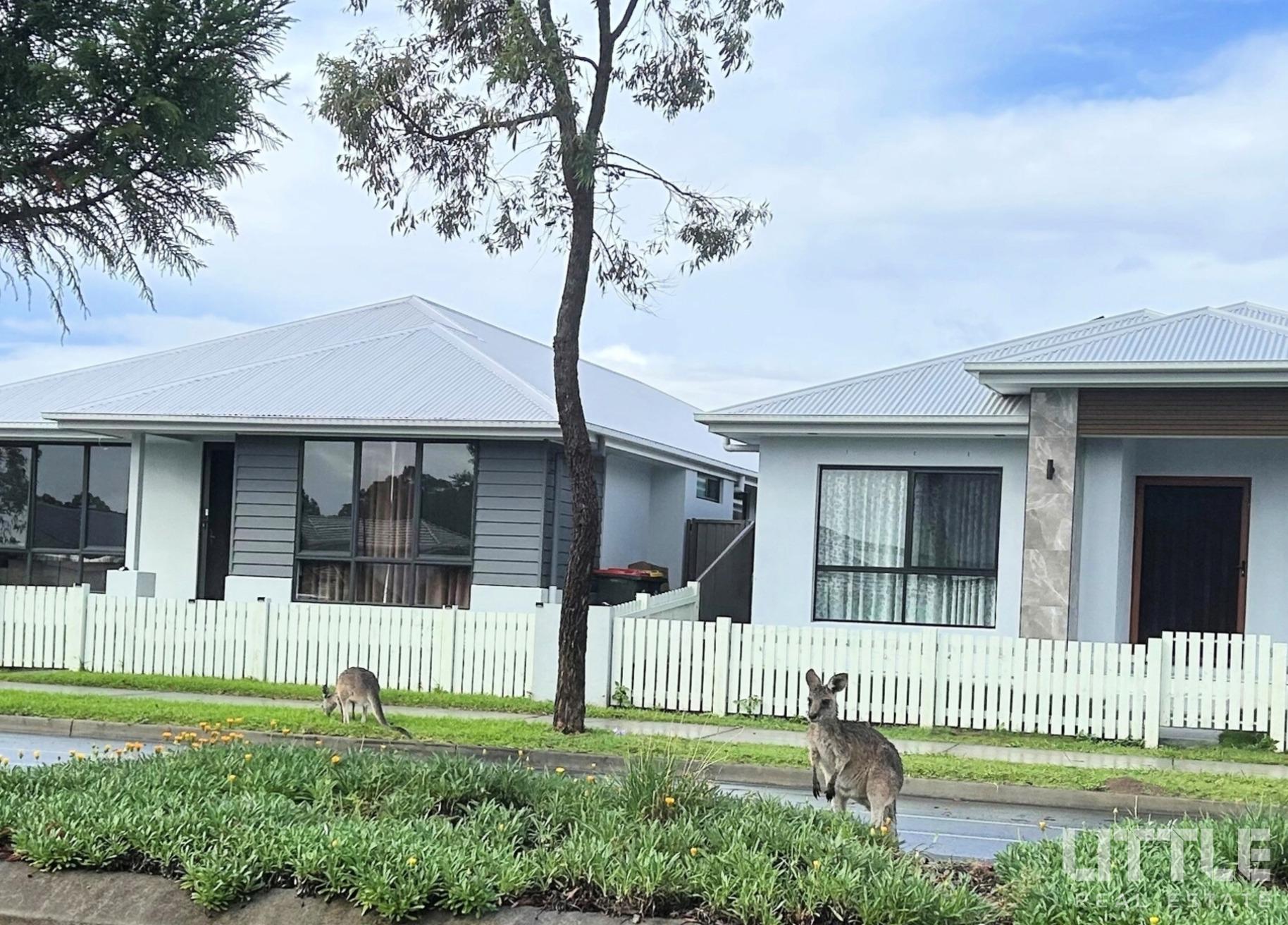 148439750__1747711167-148439750__1747705125-49997-Kangaroophoto